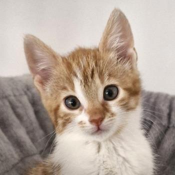 Chloe