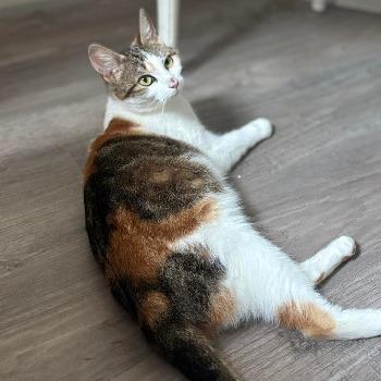 Juultje