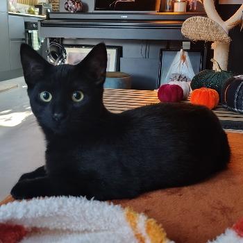 Kitten Onyx