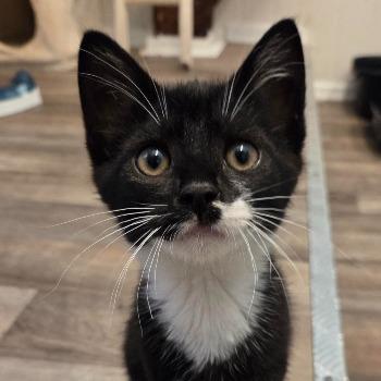 Chili