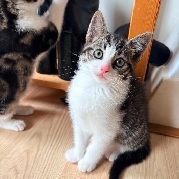 Kittens van Nome