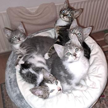 Violet, Xaden, Garrick en Jack