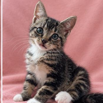 Kitten-3860