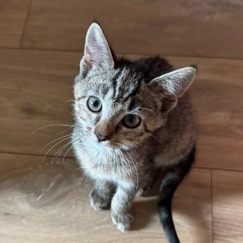 Nova