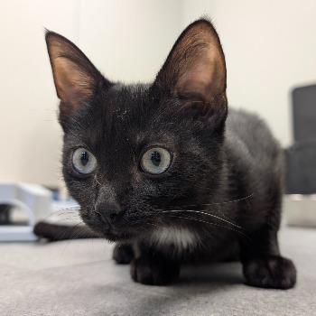 Pepper