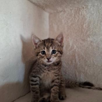 Mufasa 15850 en Kiara 15853 