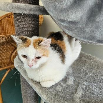 Pippa 