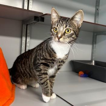 Esmeralda