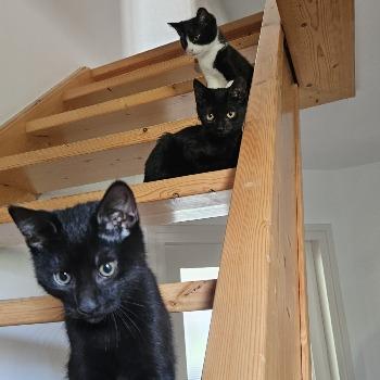 Foto van Duuvelke, Lucie & Gradje