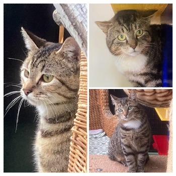 Erfkatten Coby & Bram & Arie
