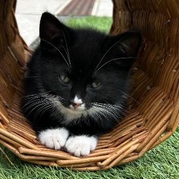 Simon