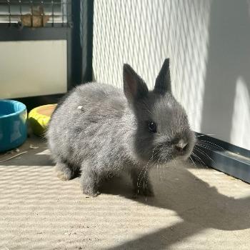 Nemo 202620778