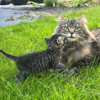 Lieve (4512)