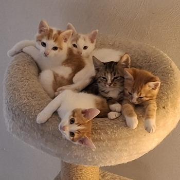 Kittens Figaro, Minnie en Pluto