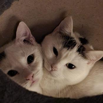 Phoenix & Brooklyn (duo)