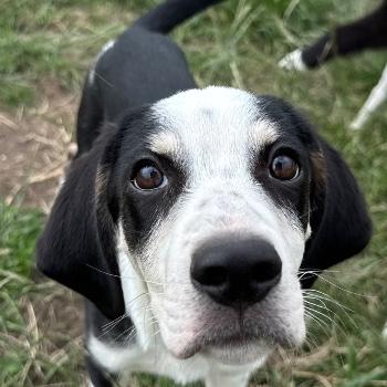 Sammy