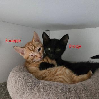 Dropje 15942