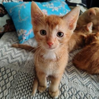 Kitten-3782 Mango