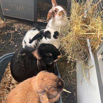 Fluffy, Dropje, Brownie, Simba