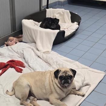 Moppie en Toetje 
