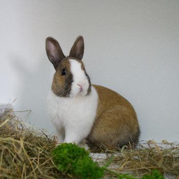 Charlie
