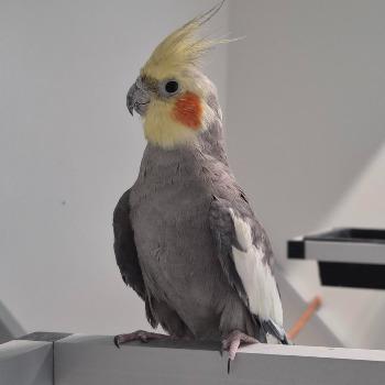 Milaan