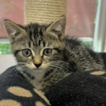 Kitten-3822