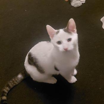 Sammy (met Sassy)