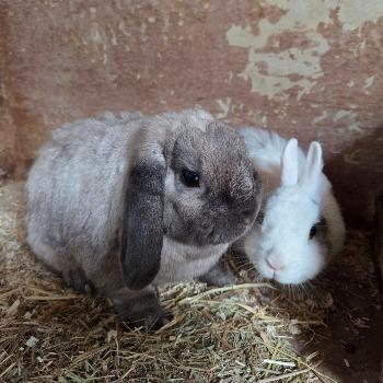 Bugs & Bunny