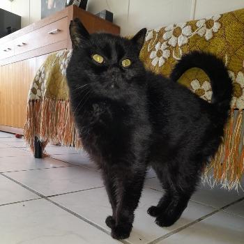 Tinus
