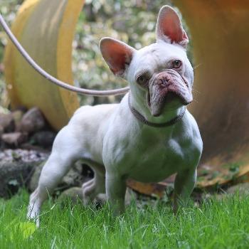 Bram
