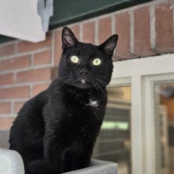 Lieve katten/kittens zoeken hu