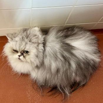 Fluffy