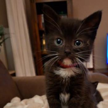 Fay