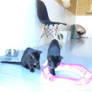 Paco en Perry