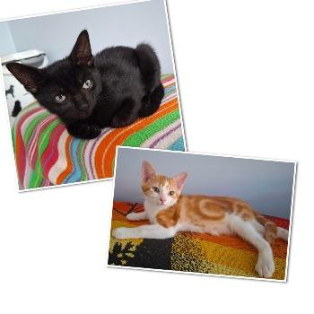 Kittens