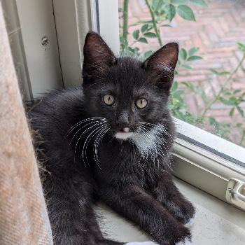 Kittens van Quinty
