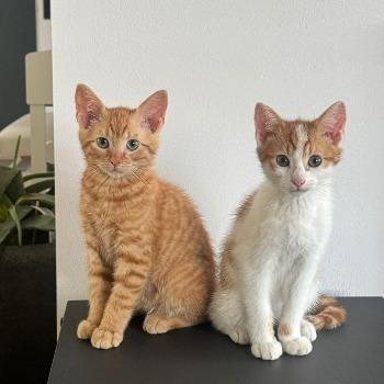 Paco en Perry