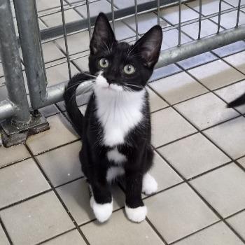 Kitten-3847