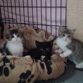 Kittens Rain, Rhea en/of Raven