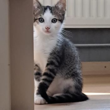 Kitten Eagle