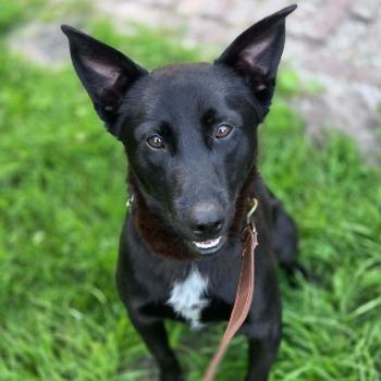 Benzi
