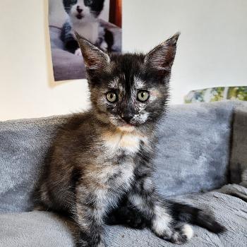 Noa(poes) en Aké(kater)