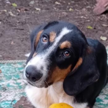 Cesar 