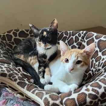 Gappie & Giggles