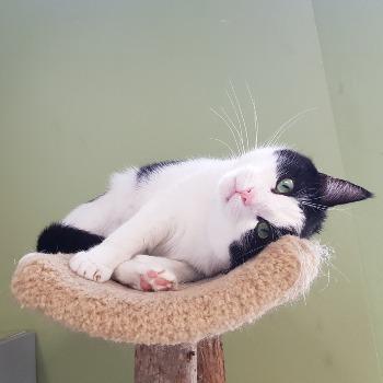 Domino