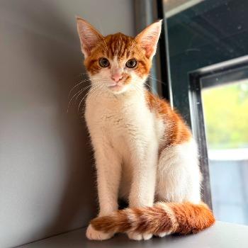 Simba 202622416