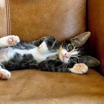 Kitten-3868 (Mars)