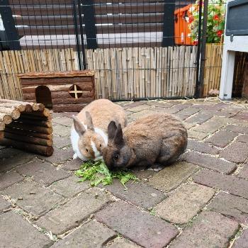 Mimi en Henk