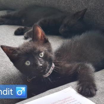  Bandit en Smokey